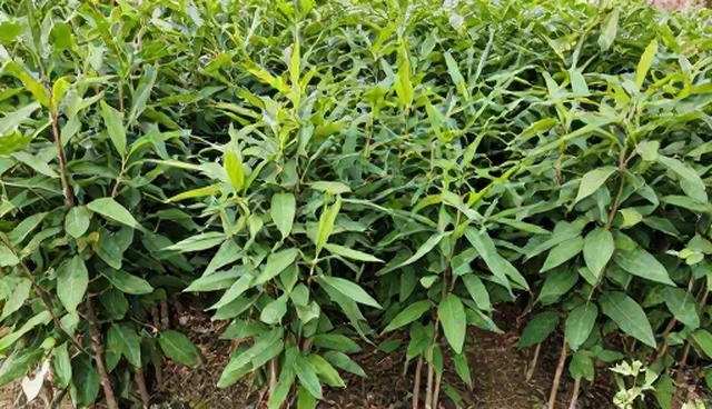 农产品收购如何提升种植效率与供应稳定性